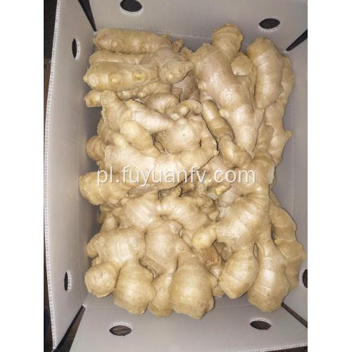 Hurtownia Anqiu New Crop Air Dried Ginger